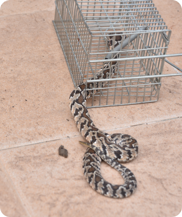 snake being captured in a cage safely